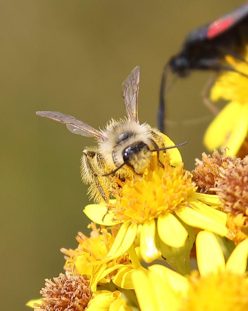 Pantaloon bee